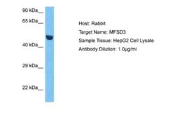 MFSD3 Rabbit anti-Human, Polyclonal, Novus Biologicals 0.1 mL | Buy Online | Novus Biologicals | Fisher Scientific
